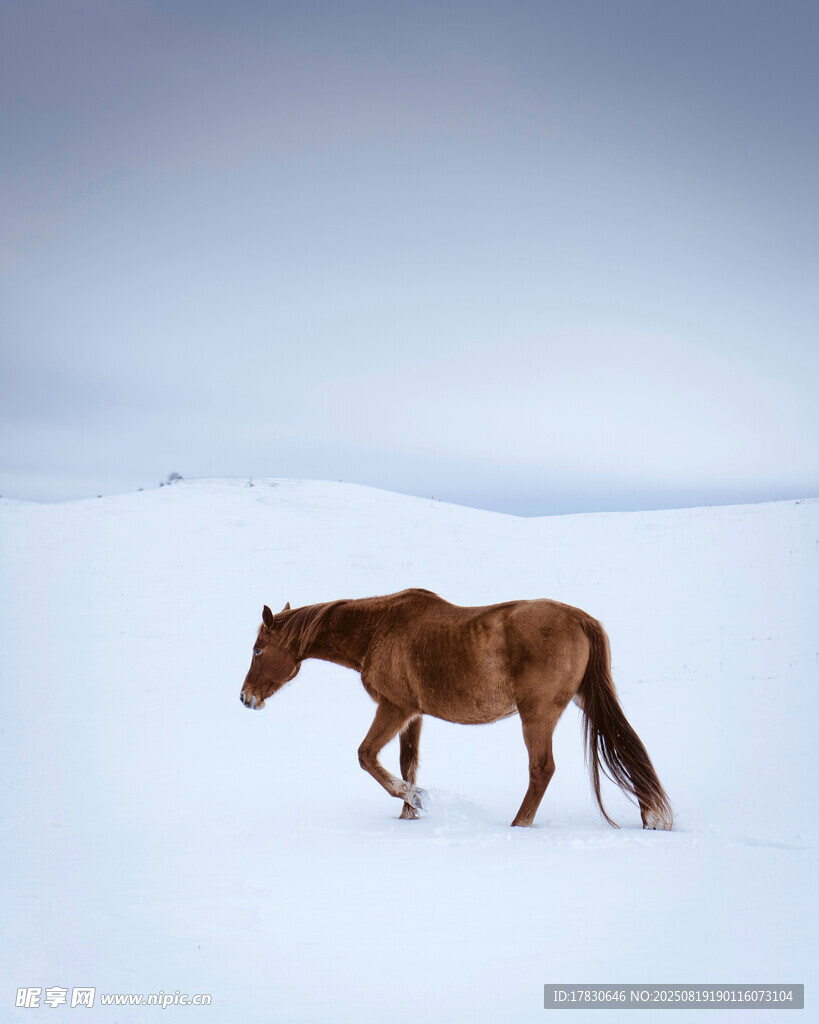 雪地獨行的棕色駿馬