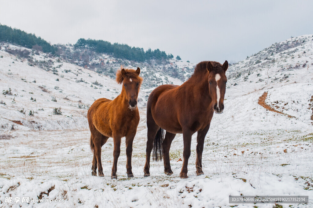 雪地雙馬