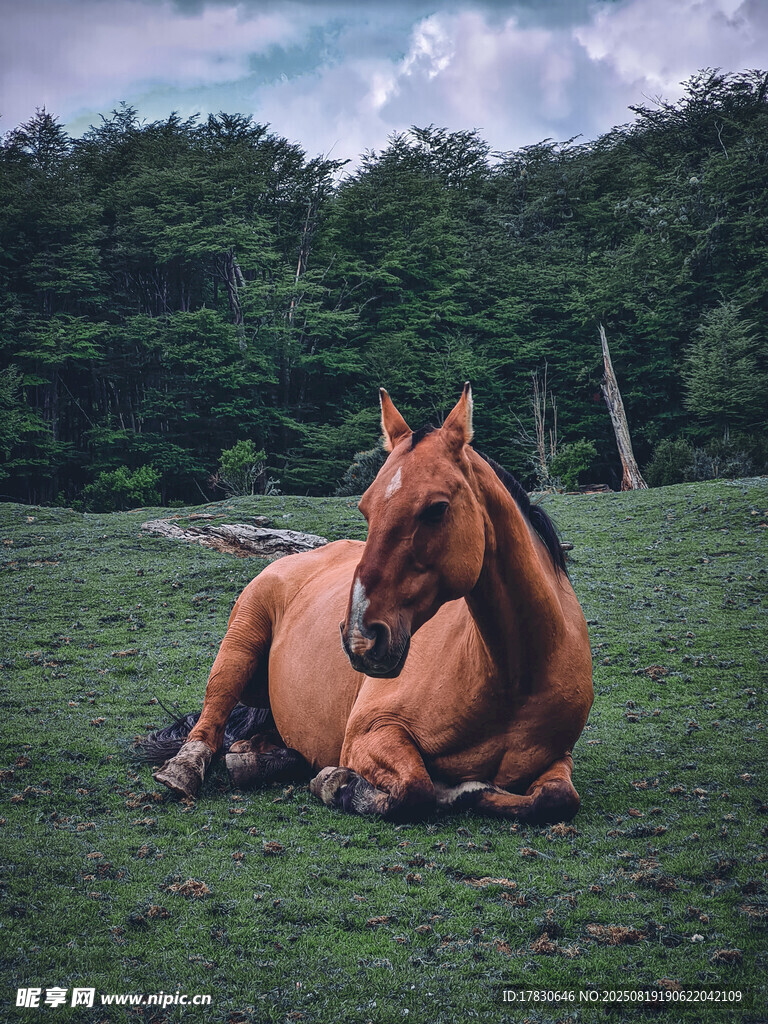 草地上休憩的棕色駿馬