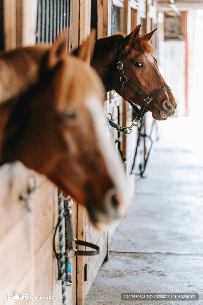 馬廄中的幾匹駿馬