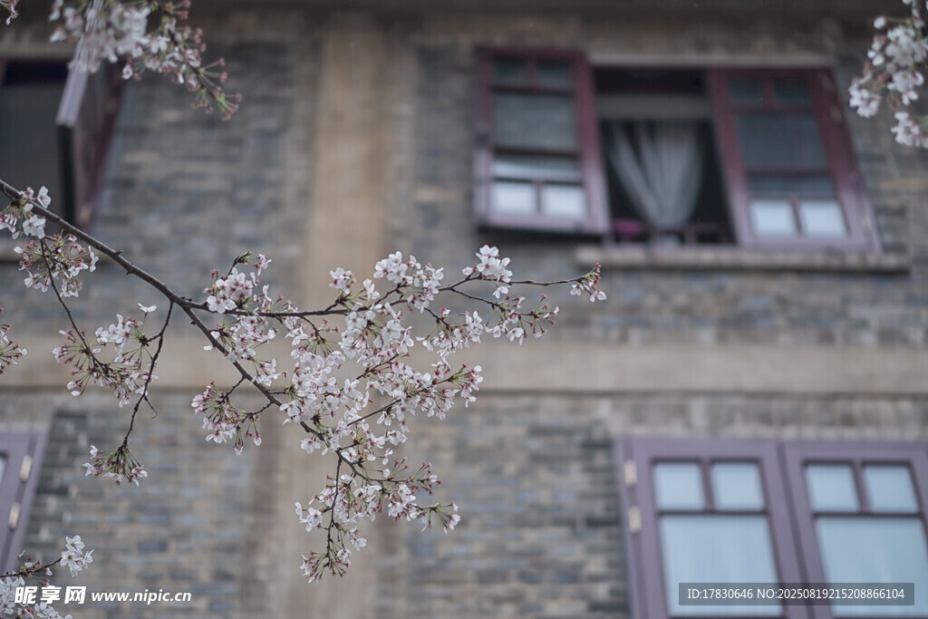 武漢大學(xué)櫻花