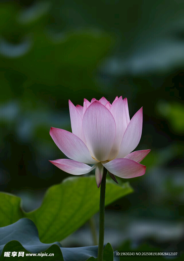 粉色荷花綻放于綠葉間