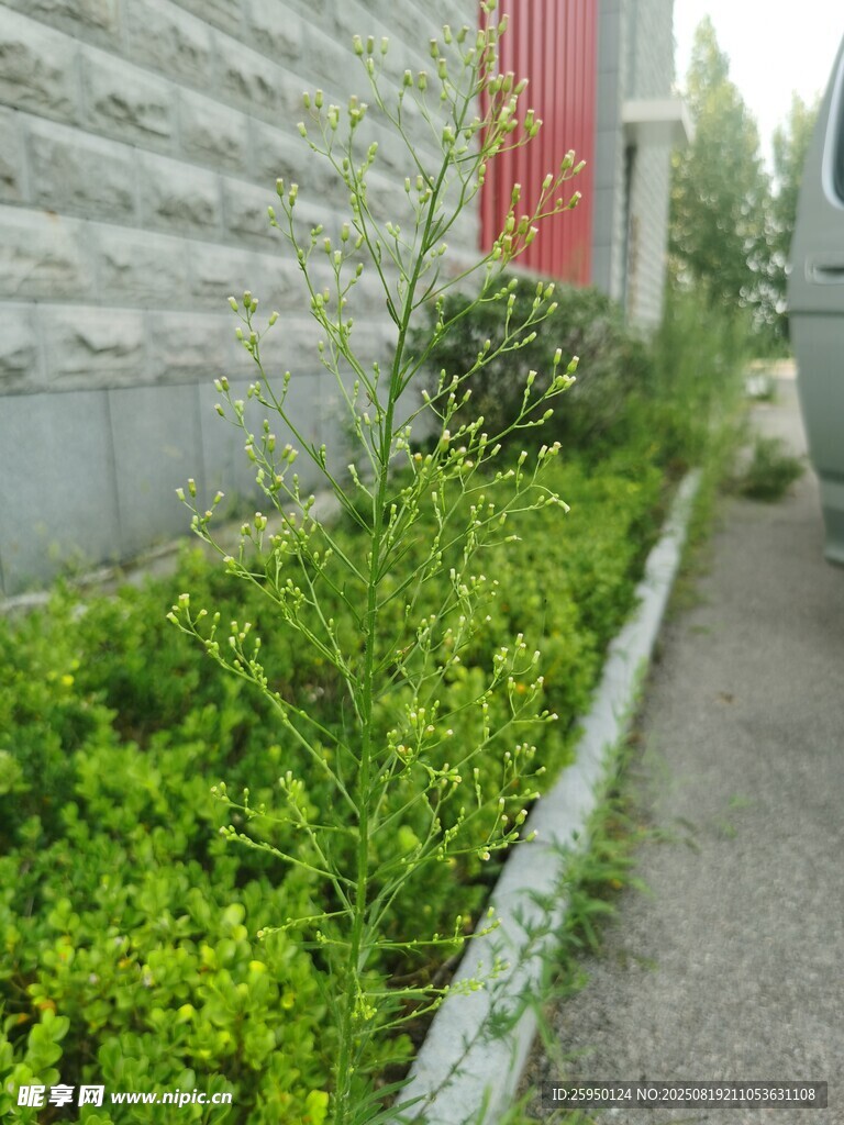 墻邊翠綠植物景觀