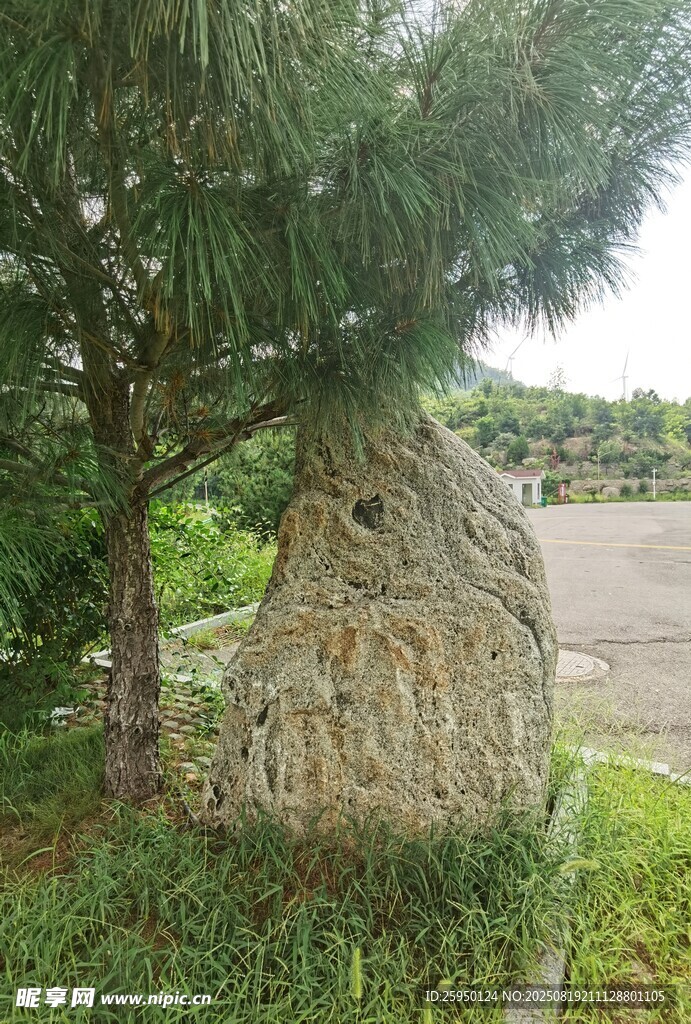 石景旁的綠樹景觀