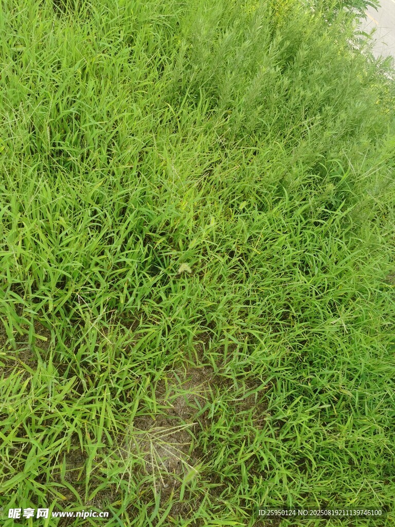 嫩綠繁茂的草地