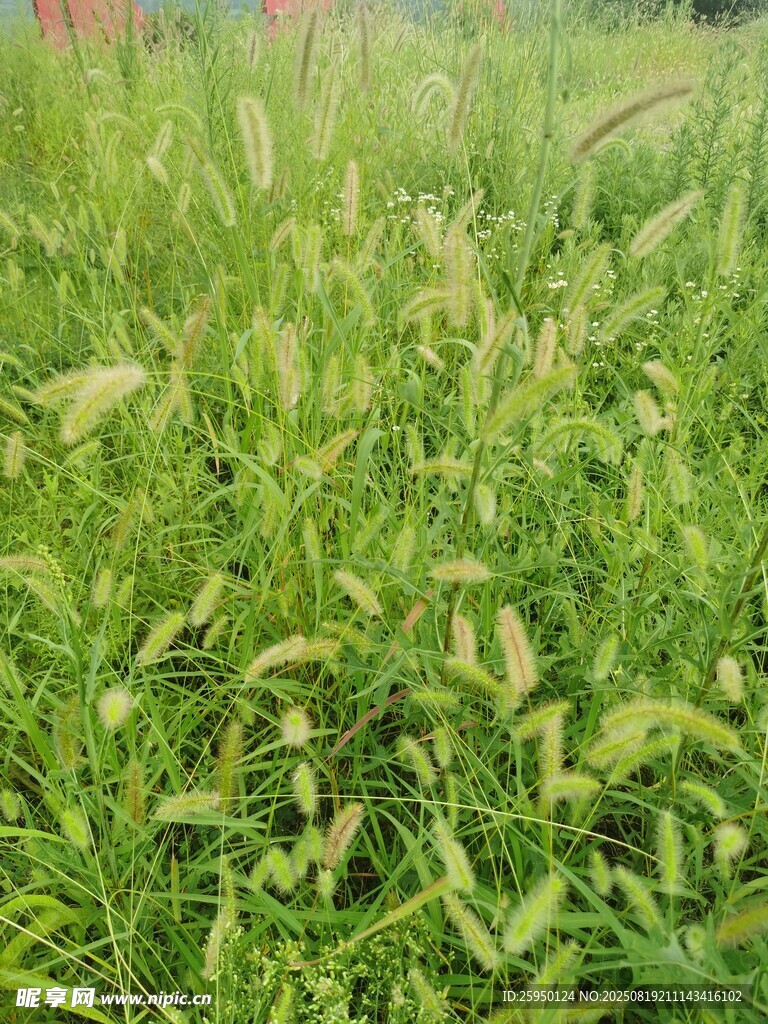 翠綠繁茂的青青草地