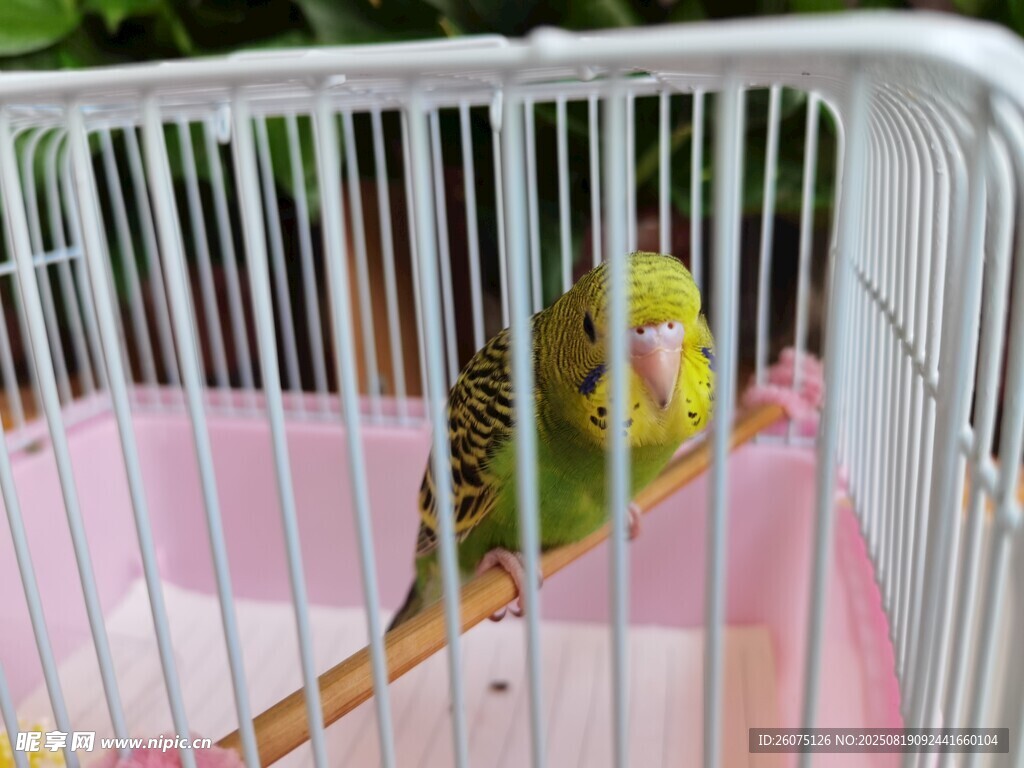 籠中黃綠鸚鵡