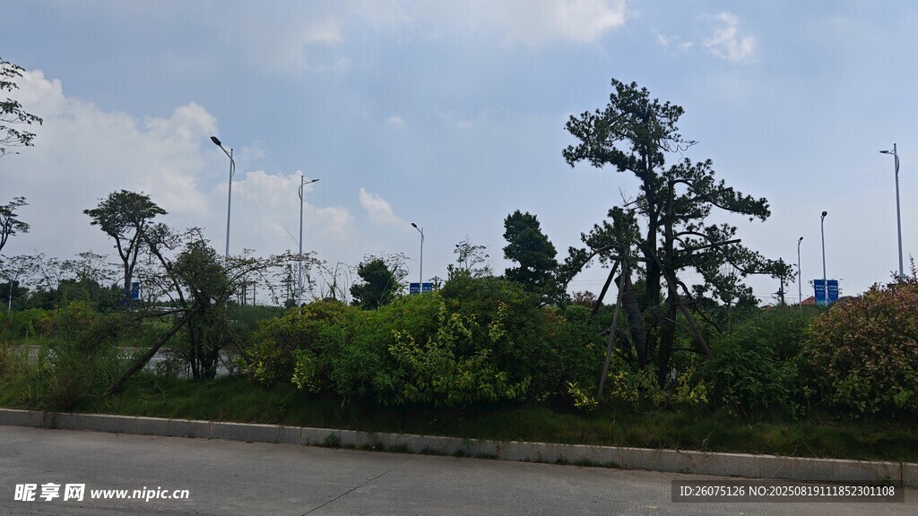 道路旁的綠樹與開闊天空