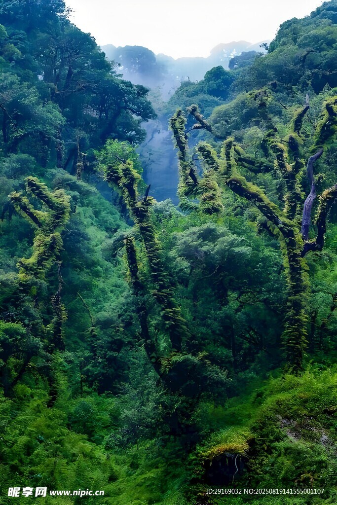 茂密山林中的蕨類植物景觀