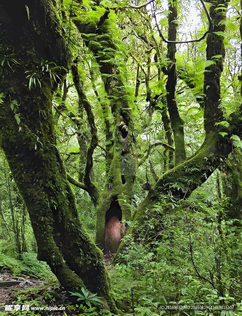 青苔覆蓋的神秘森林小徑