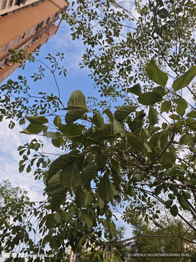 仰視綠樹藍天