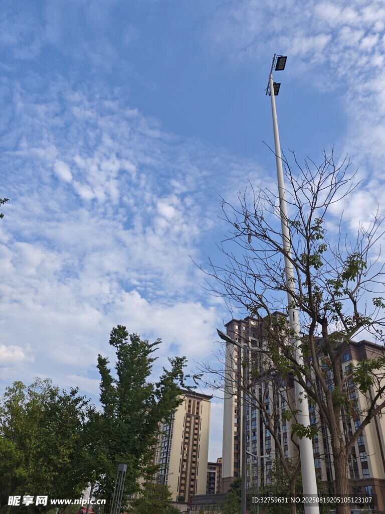 城市藍(lán)天與高樓旁的樹木