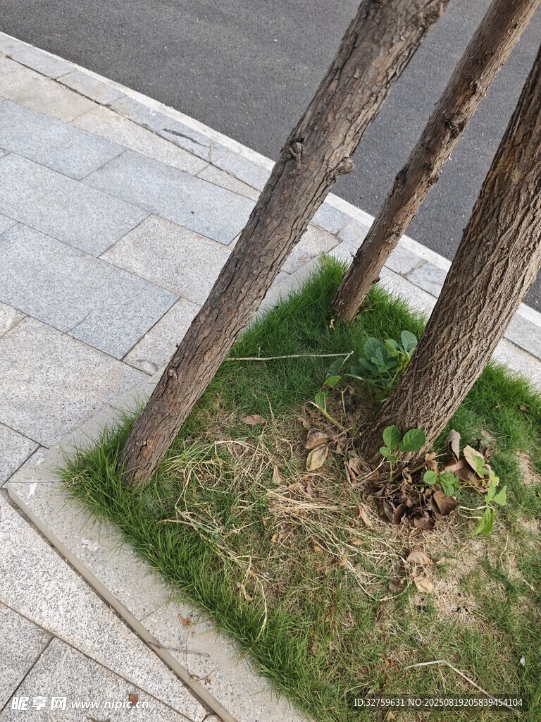 街邊樹木下的綠植景觀
