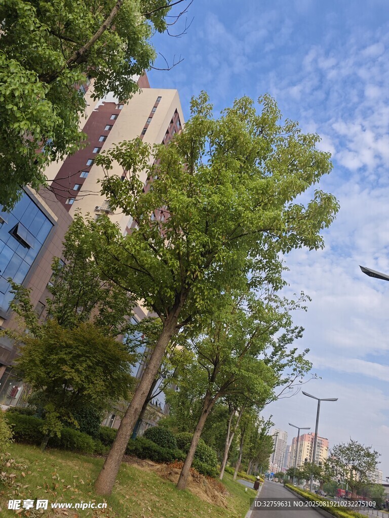 校園綠樹與建筑的清新景致