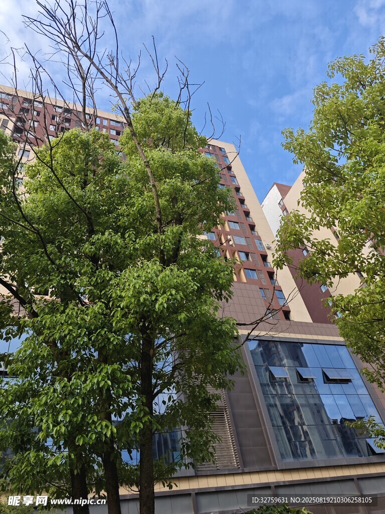現(xiàn)代建筑旁的蔥郁綠樹(shù)