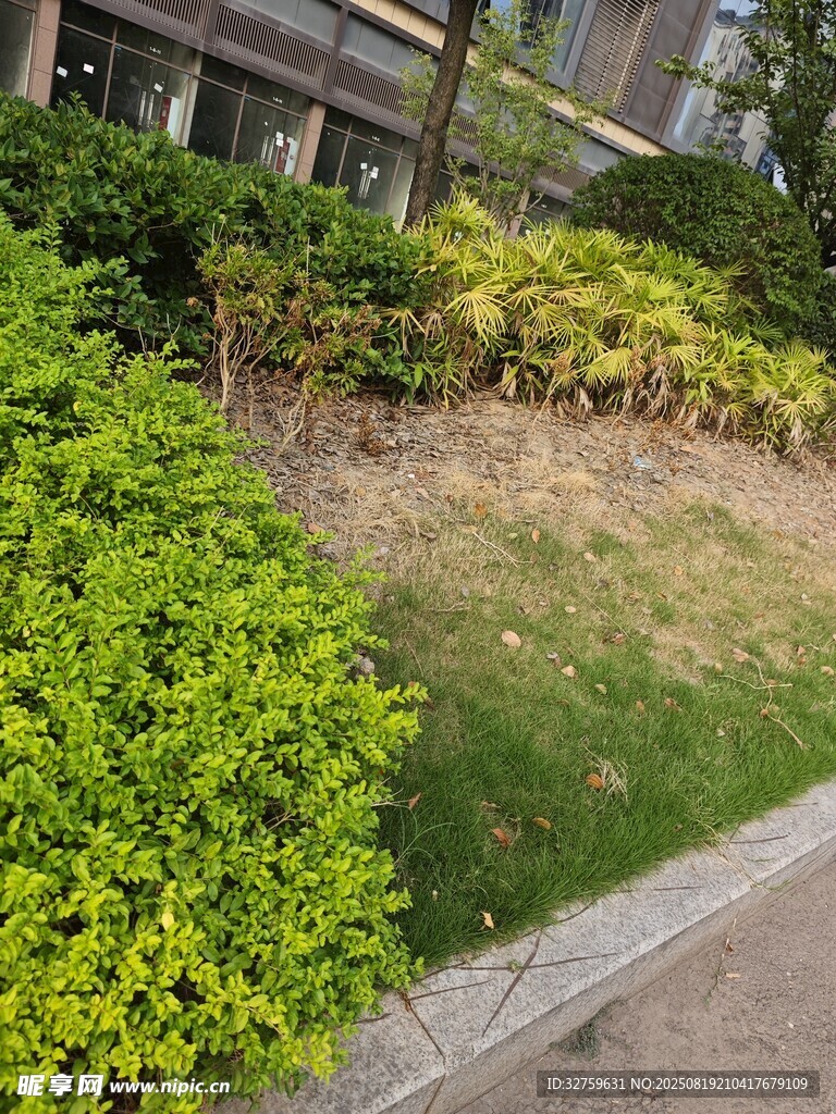 路邊綠意盎然的綠植景觀