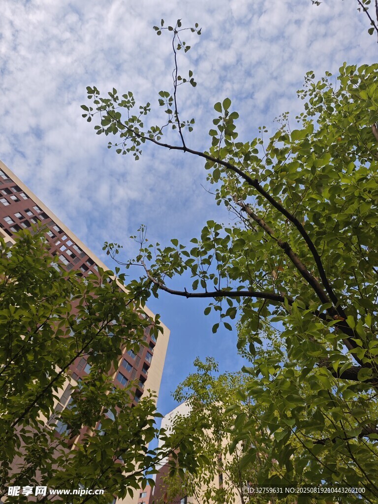 綠樹(shù)掩映下的城市天空