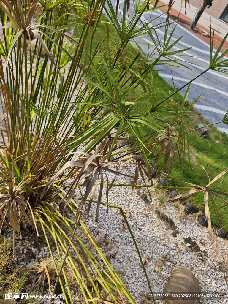路邊生長的茂盛綠色植物