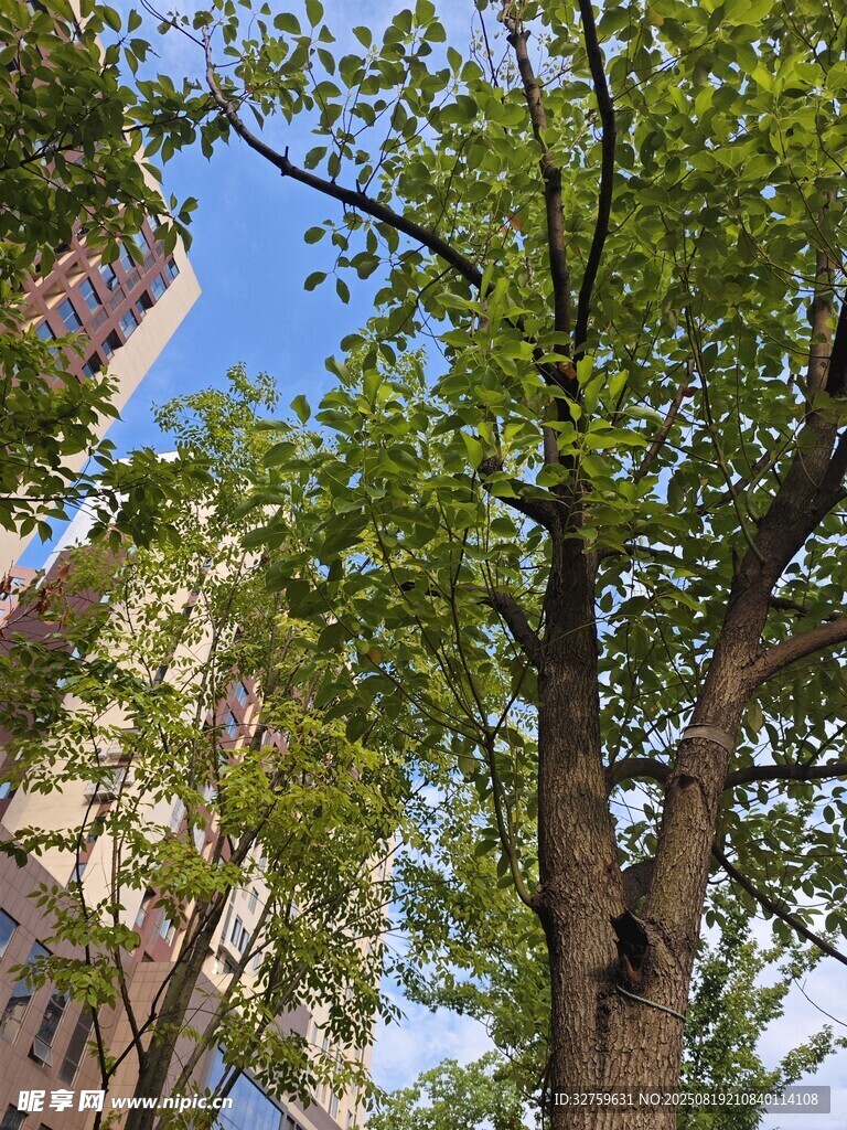 城市中挺拔的綠樹