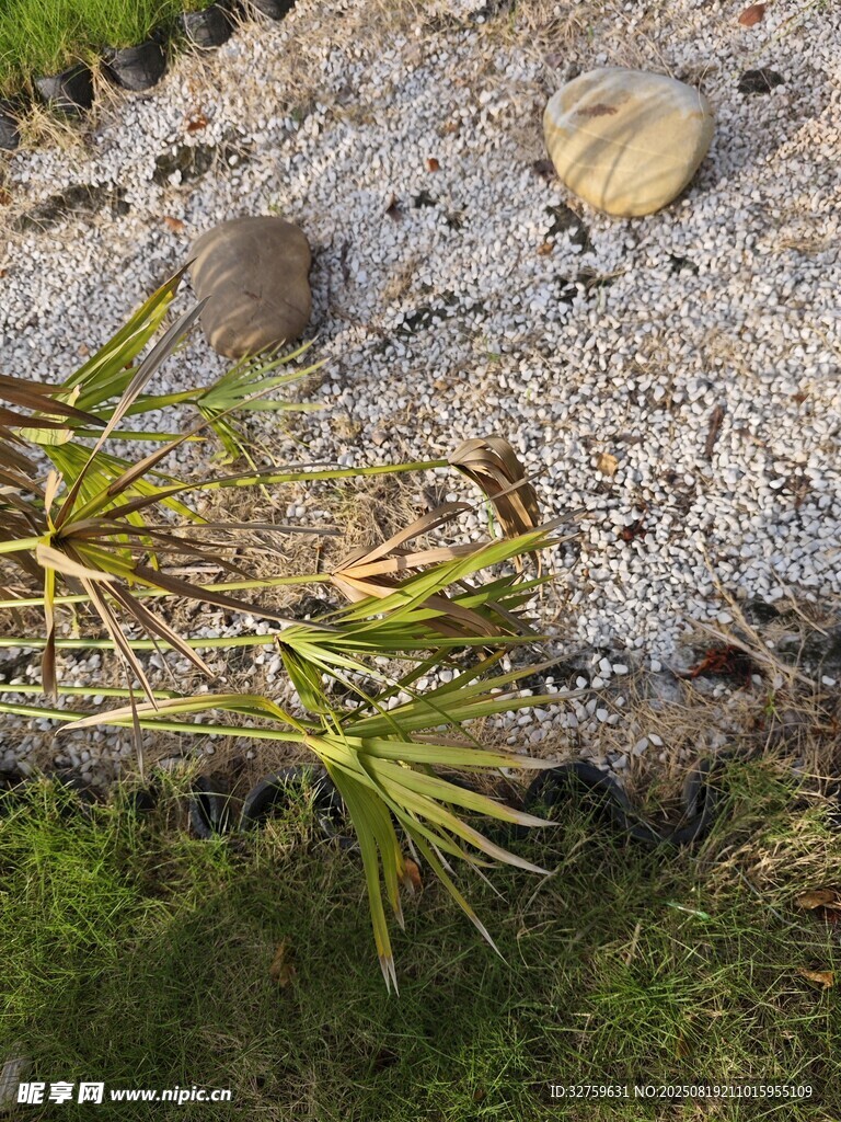 沙灘上的植物與貝殼