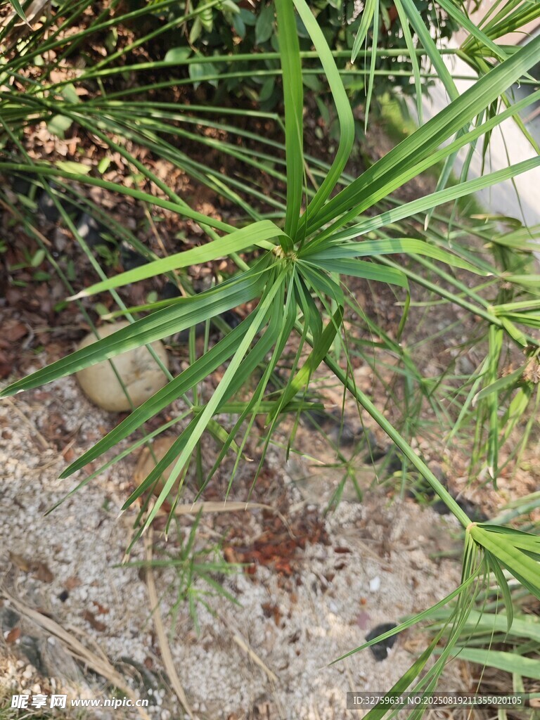 翠綠龍舌蘭植物特寫
