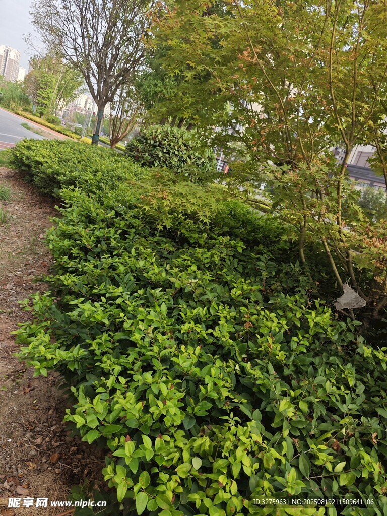綠意盎然的路邊綠植景觀