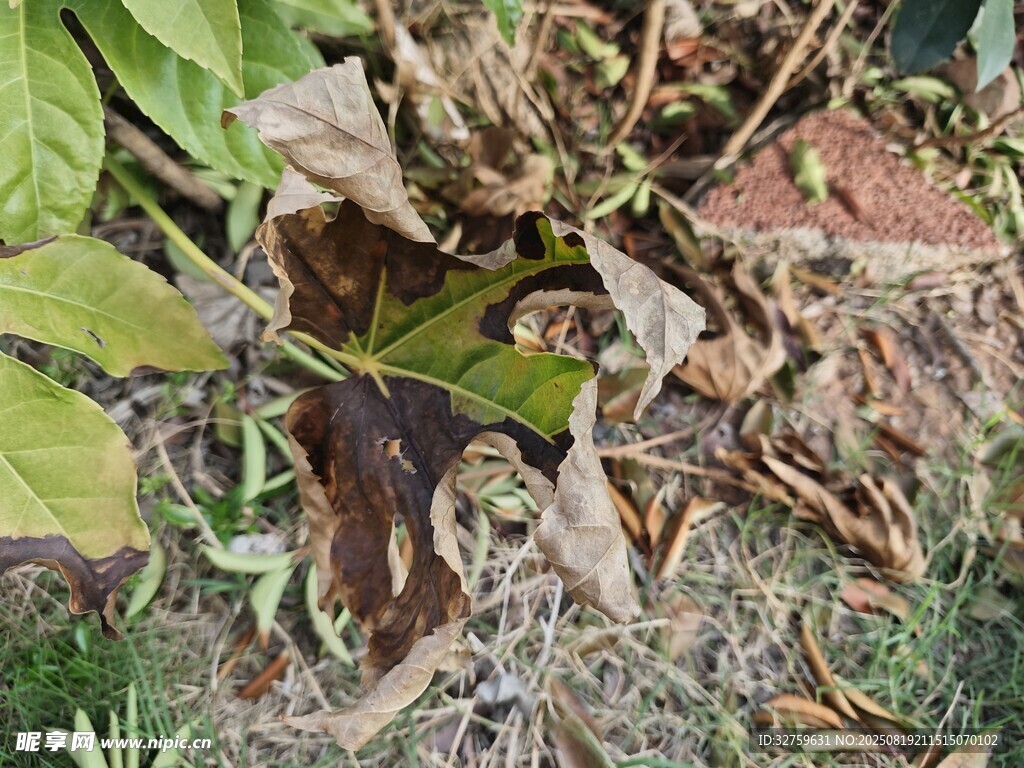 植物葉片病害特寫