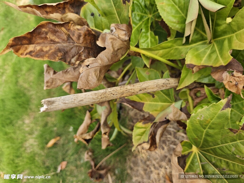枯萎枝葉與綠色葉片并存