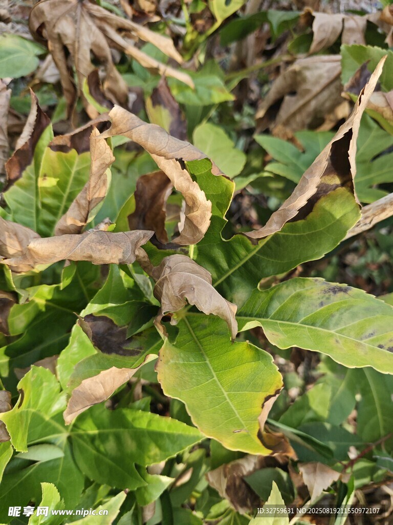 枯黃綠葉植物景象