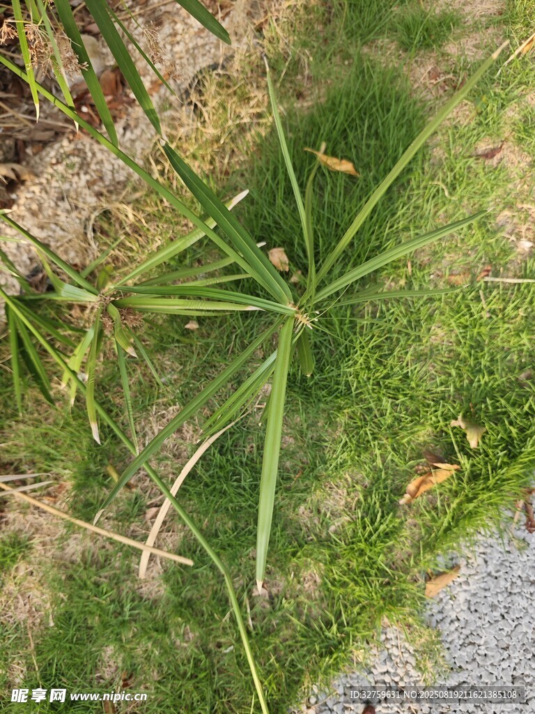 地面生長的綠色野草