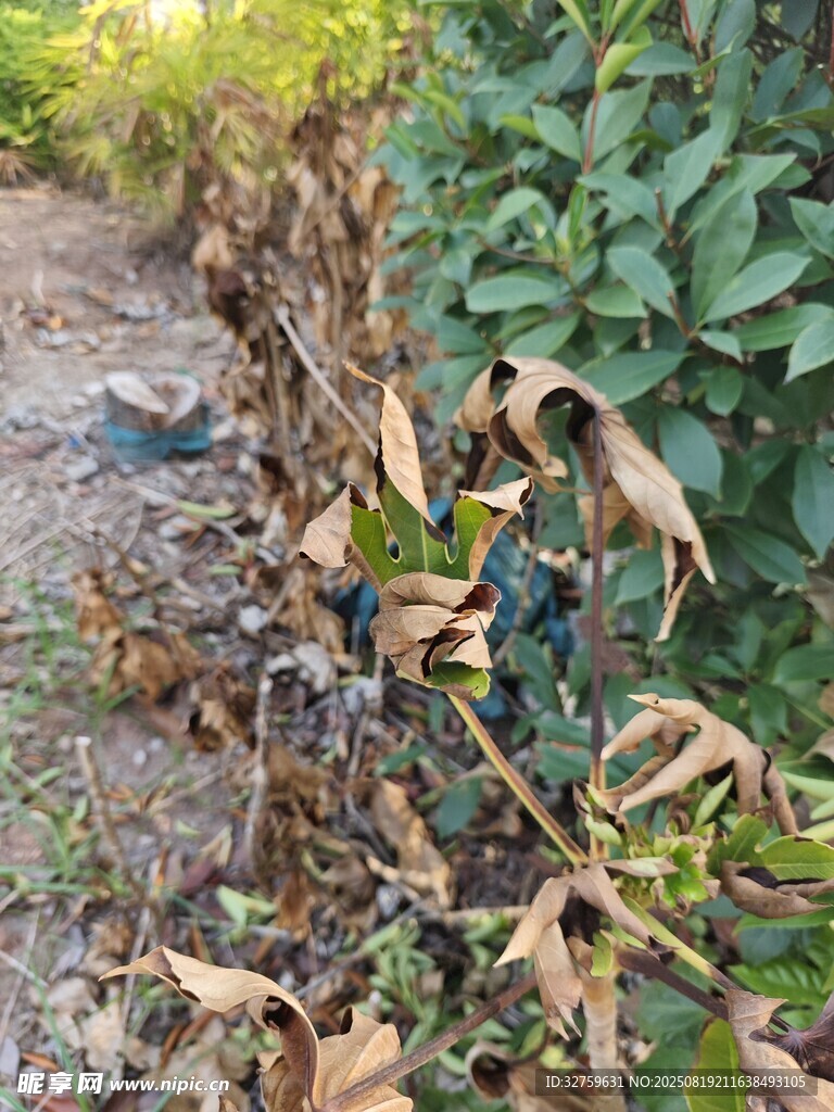 枯萎植物旁的衰敗景象