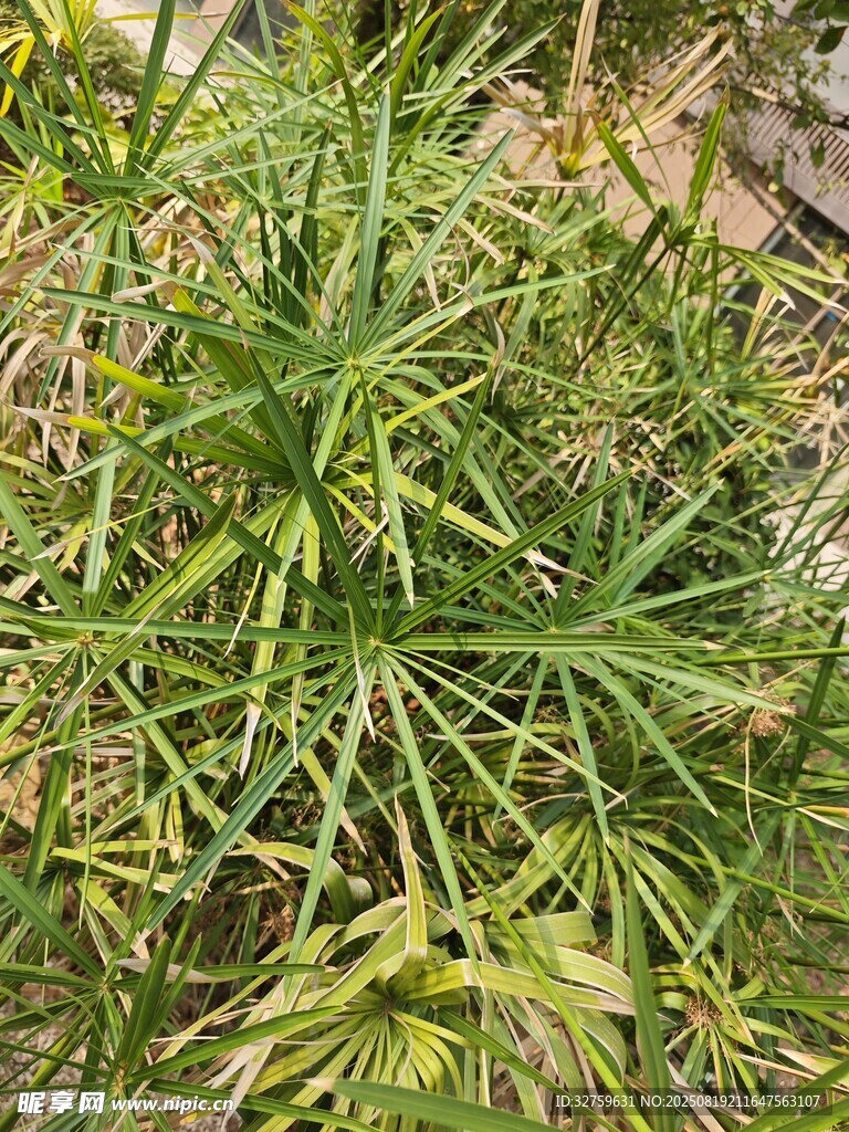 翠綠繁茂的叢生植物