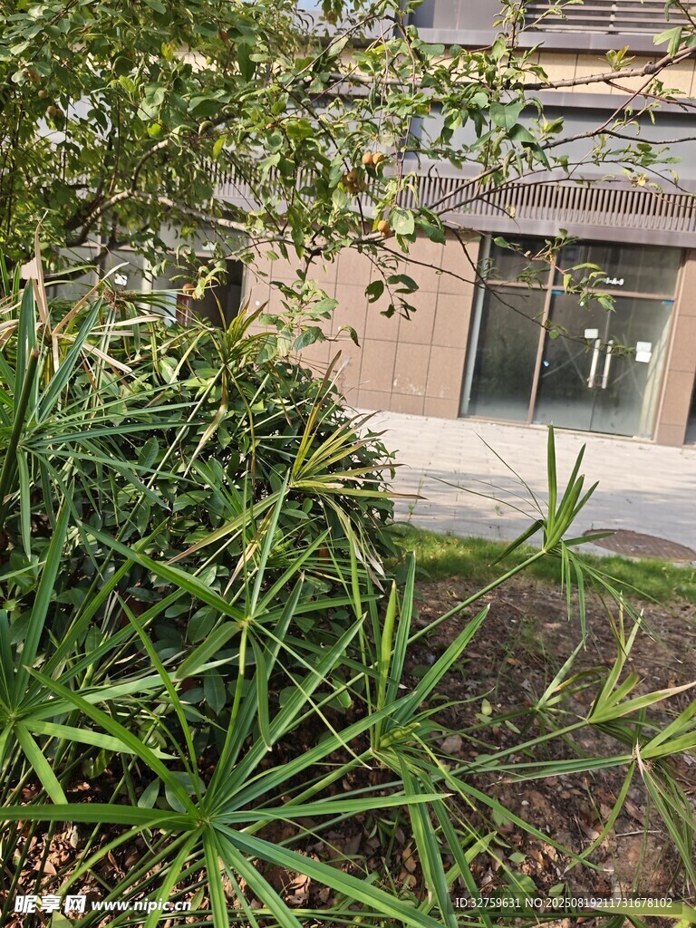 庭院綠植與建筑一角
