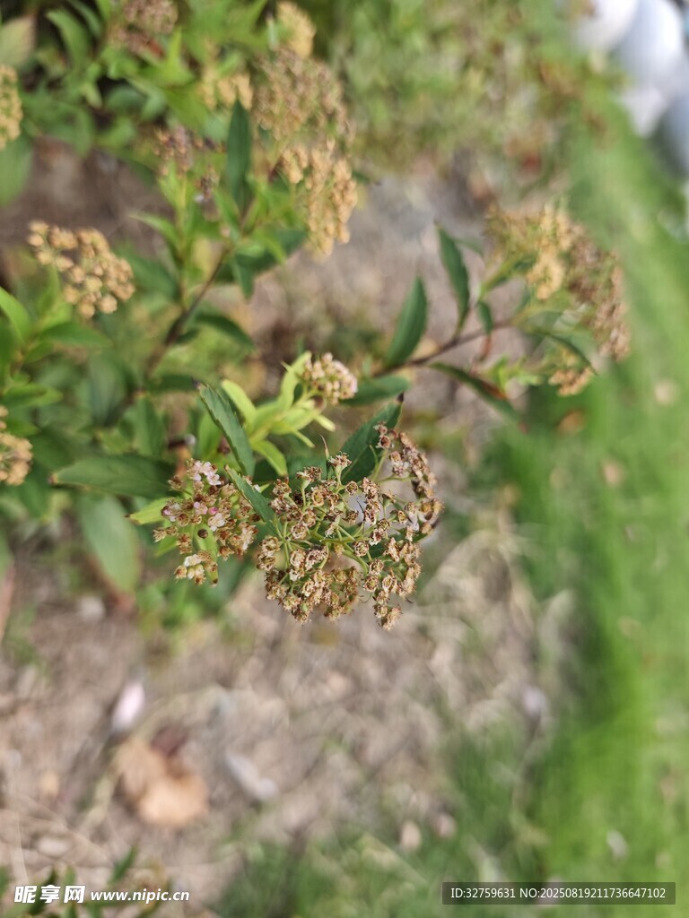 草叢中的小鳥