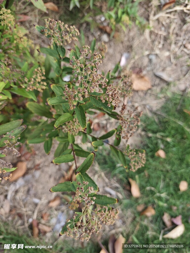 地面上的綠色植物與落葉