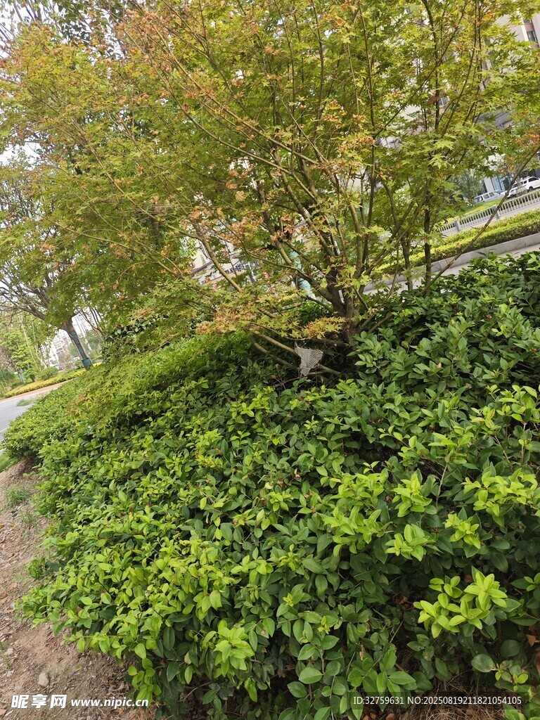 綠意盎然的灌木景觀