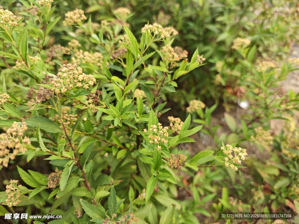 綠色繁茂的草本植物