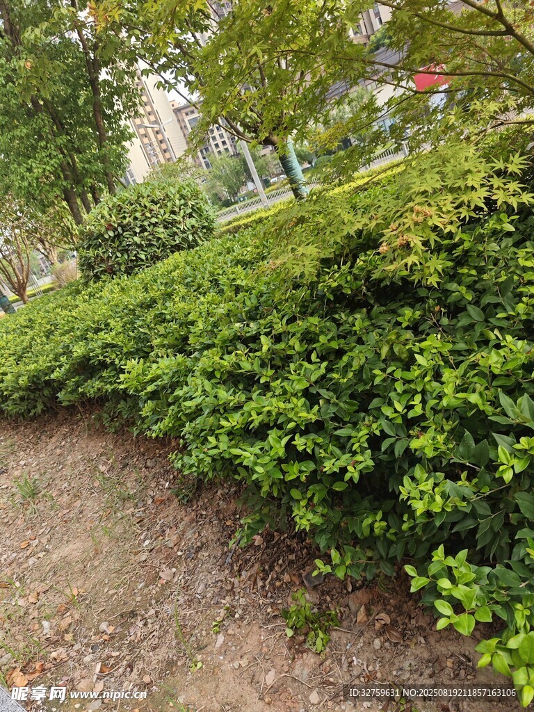 綠意盎然的戶外灌木叢
