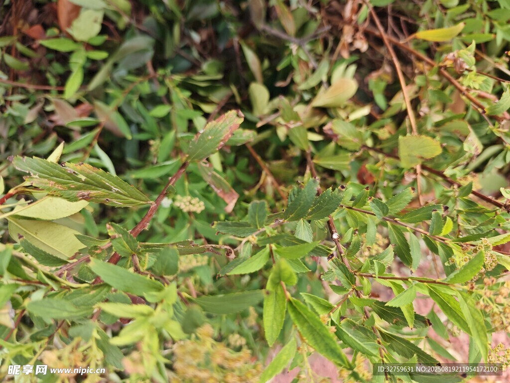 翠綠繁茂的植物枝葉