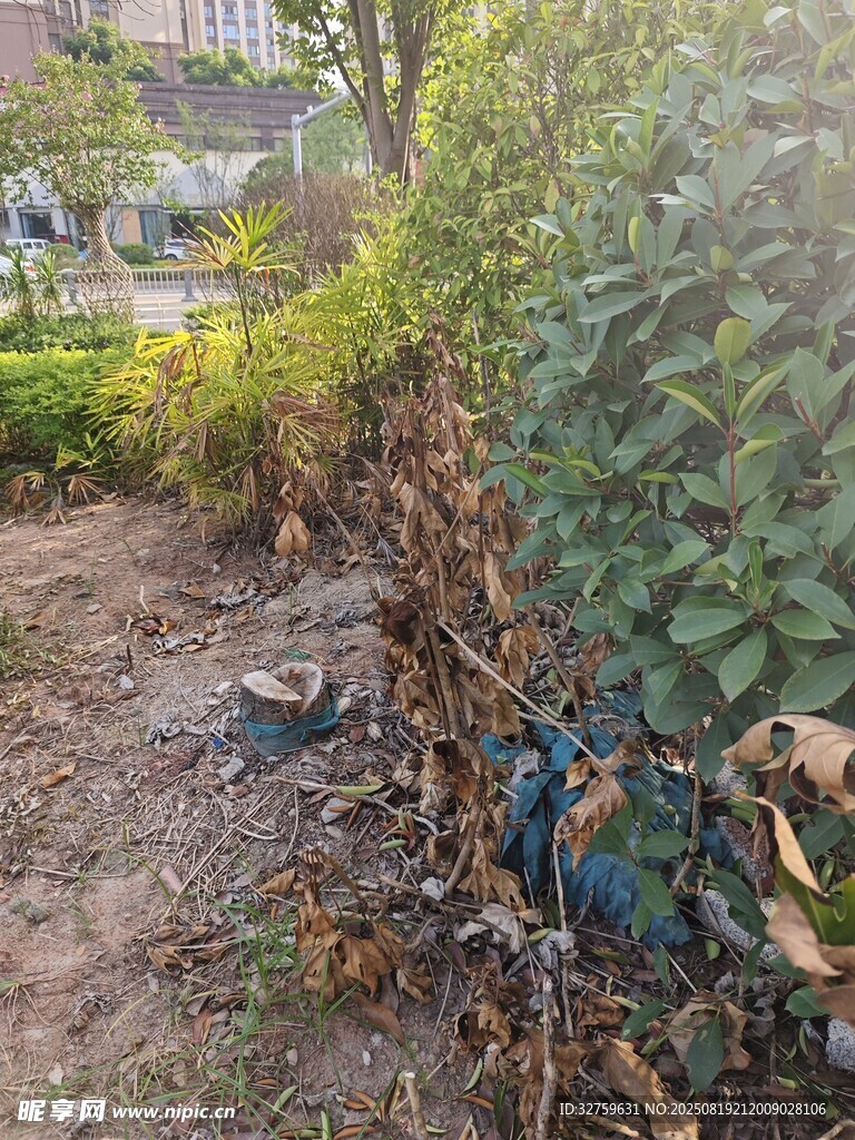 路邊綠植旁的垃圾堆積
