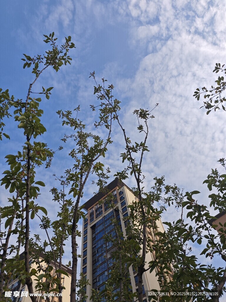 藍天綠樹間的城市建筑