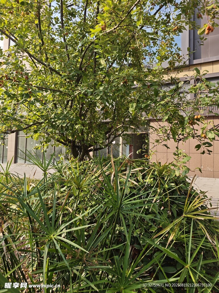 庭院綠植景觀