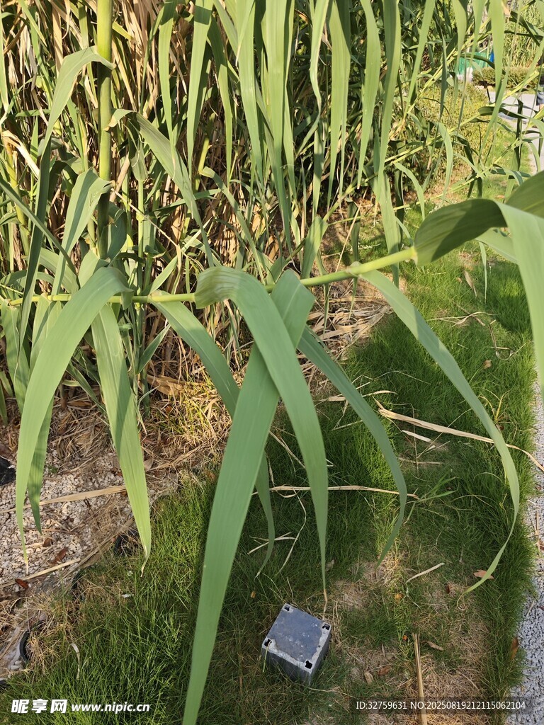 田間蔥郁植物與小物件