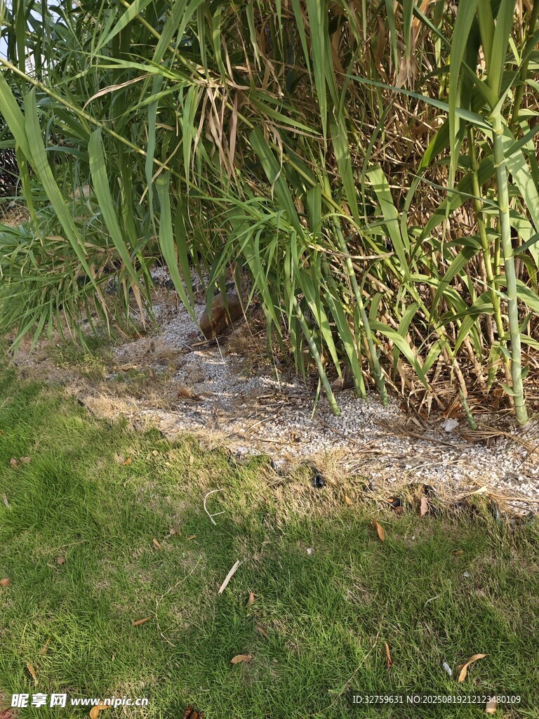 草地旁的積水與綠植