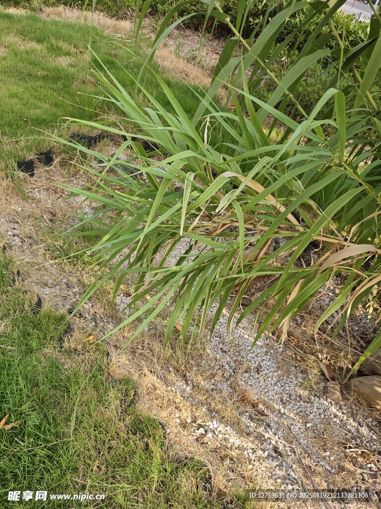戶外草地旁的石質(zhì)小徑