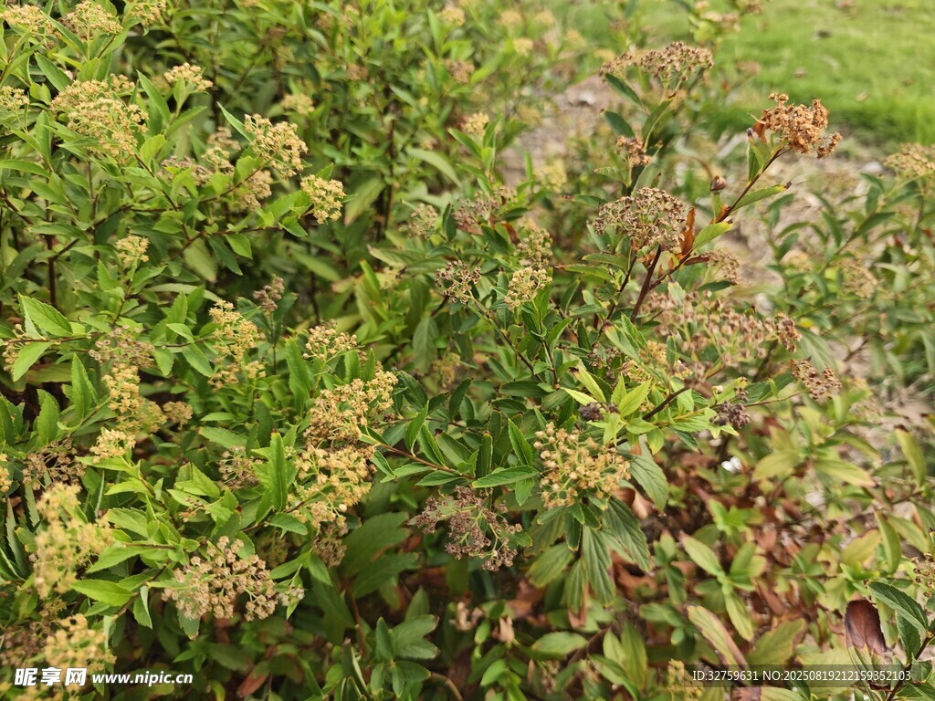 多彩灌木植物景觀(guān)