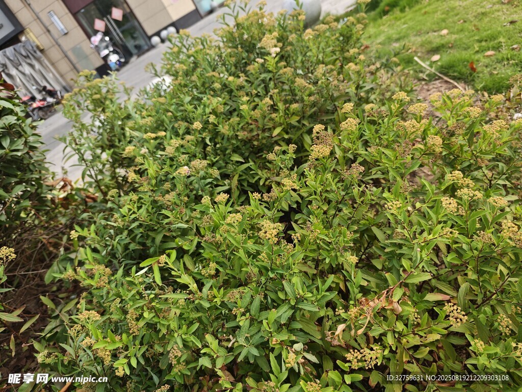 戶外翠綠繁茂的灌木叢