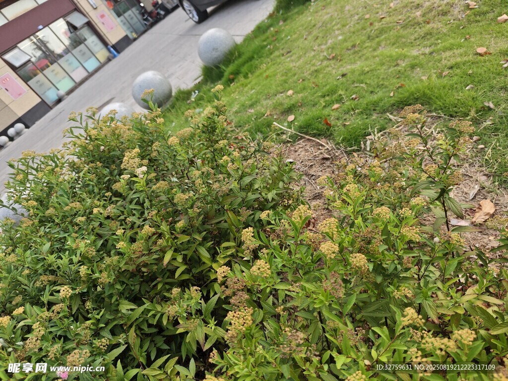 戶外綠植景觀