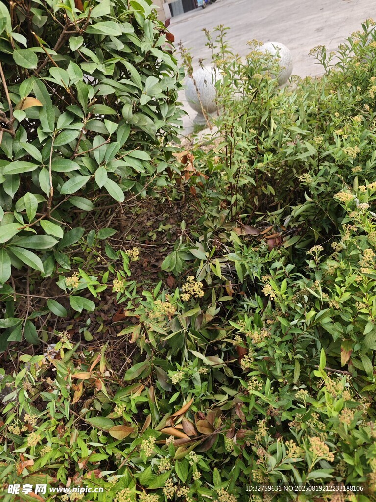 草叢中的綠色植物景觀