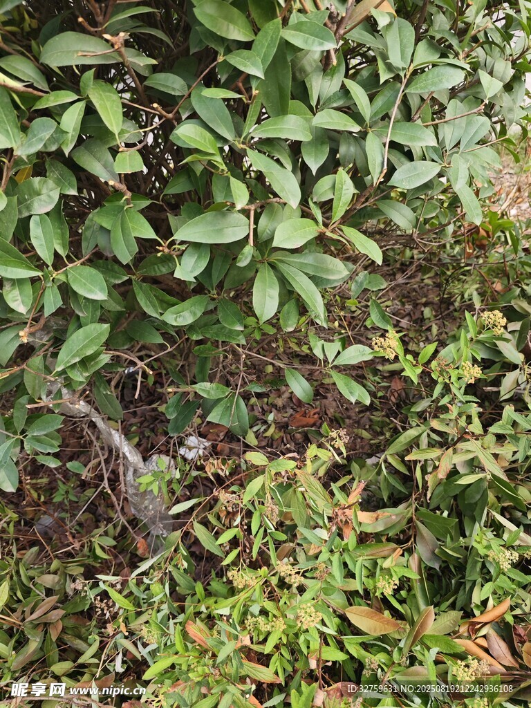 繁茂綠植中的自然景象